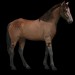divocí koně-Namibijský kůň